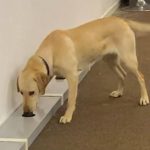 Knife Detection Dogs UK Training