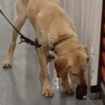 Knife Detection Dogs UK