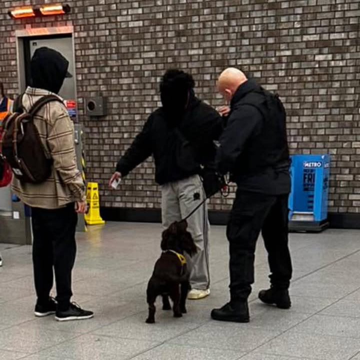 Knife Detection Dogs London