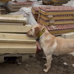 Knife detection dog on site
